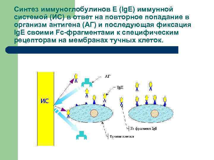 Синтез иммуноглобулинов E (Ig. E) иммунной системой (ИС) в ответ на повторное попадание в