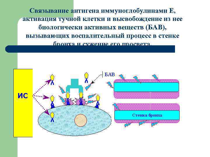  Связывание антигена иммуноглобулинами E, активация тучной клетки и высвобождение из нее биологически активных