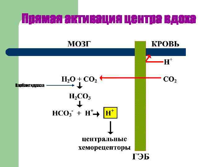  Прямая активация центра вдоха Карбангидраза 