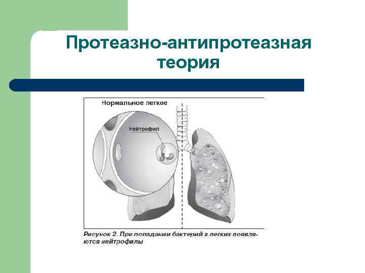  Протеазно-антипротеазная теория 