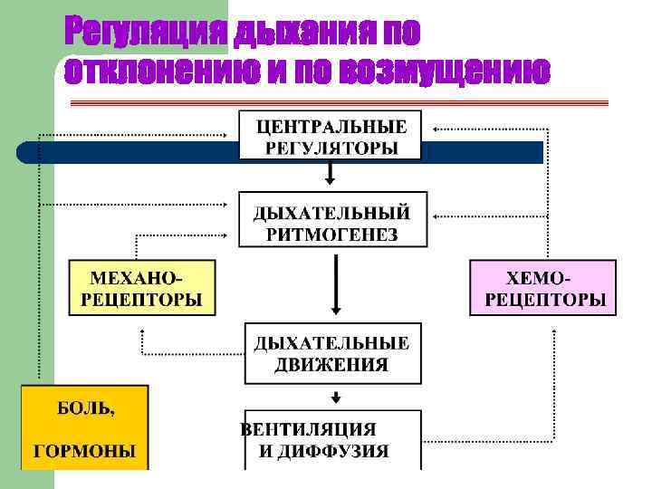 Регуляция дыхания по отклонению и по возмущению 