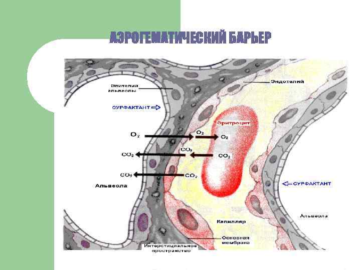 АЭРОГЕМАТИЧЕСКИЙ БАРЬЕР 