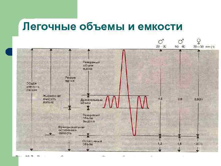 Легочные объемы и емкости 