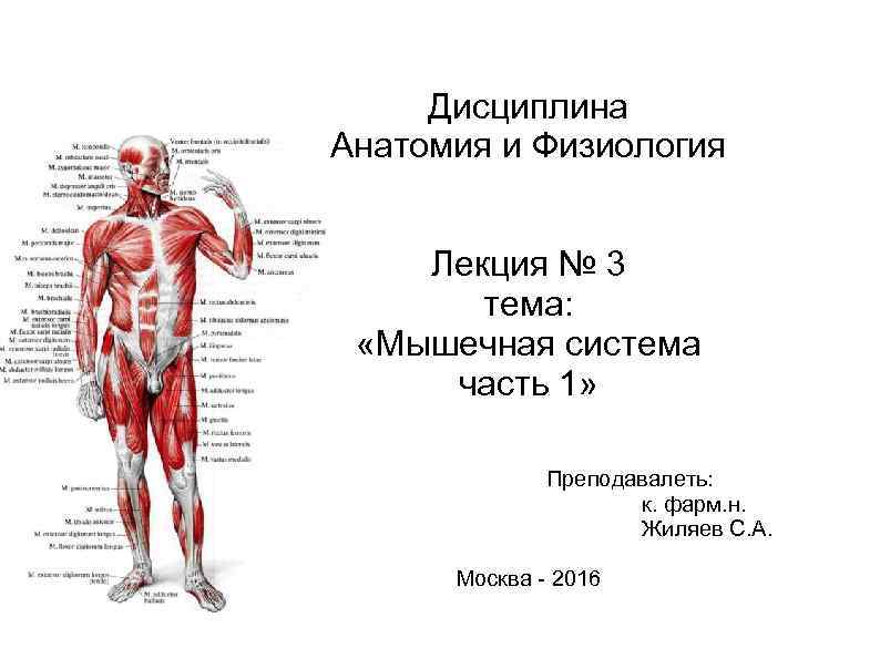  Дисциплина Анатомия и Физиология Лекция № 3 тема: «Мышечная система часть 1» Преподавалеть: