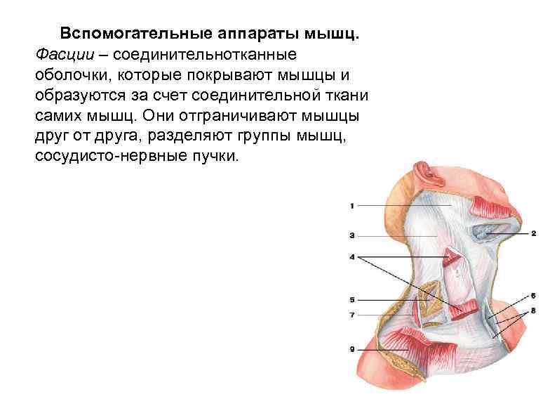  Вспомогательные аппараты мышц. Фасции – соединительнотканные оболочки, которые покрывают мышцы и образуются за