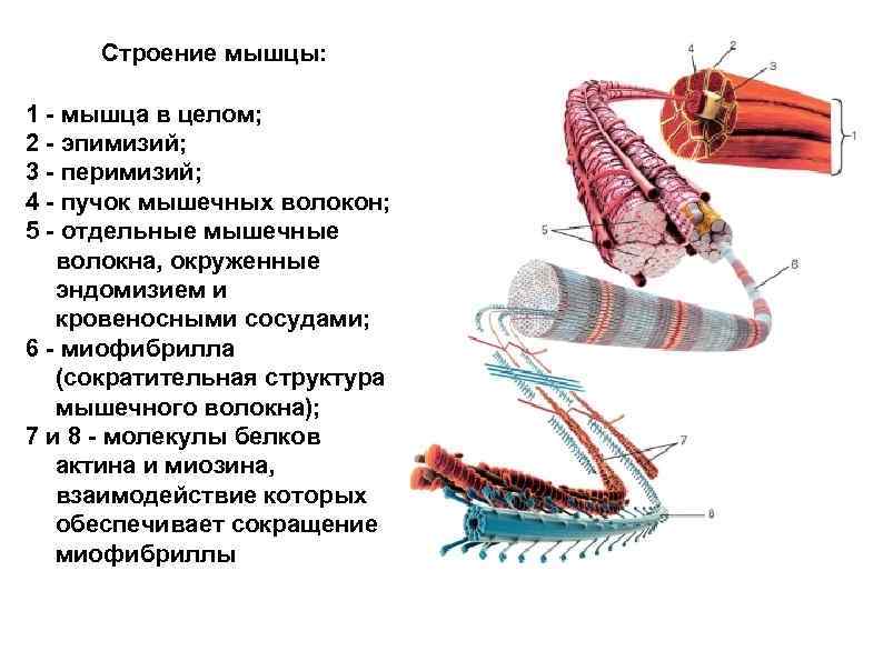  Строение мышцы: 1 - мышца в целом; 2 - эпимизий; 3 - перимизий;