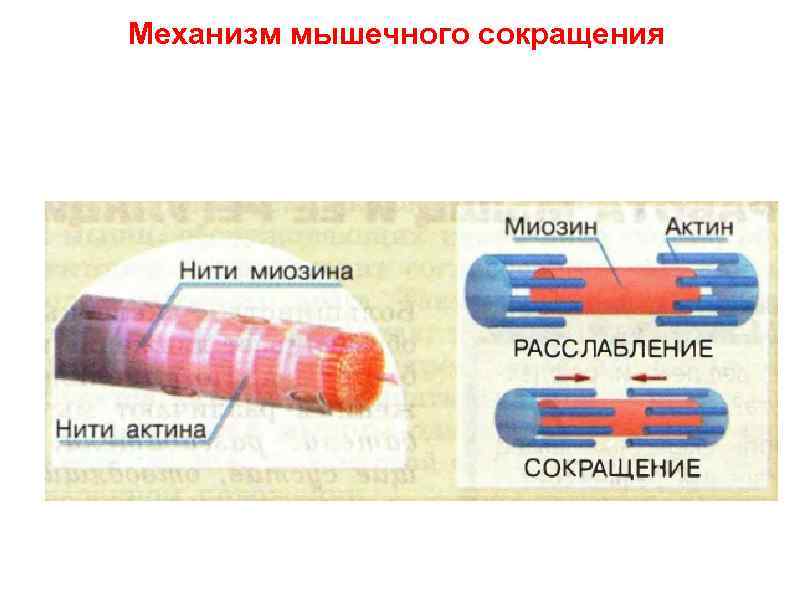 Механизм мышечного сокращения 