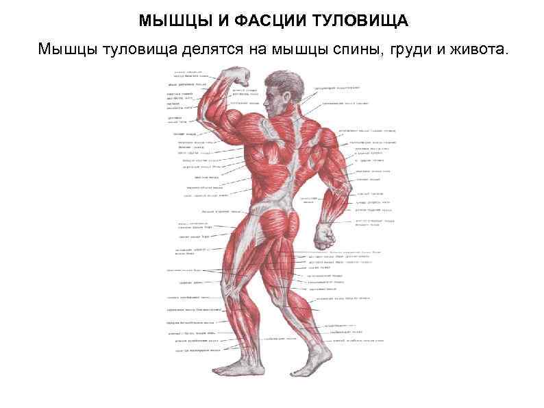  МЫШЦЫ И ФАСЦИИ ТУЛОВИЩА Мышцы туловища делятся на мышцы спины, груди и живота.
