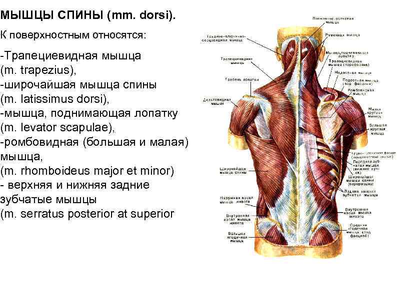 Мышцы спины фото с описанием