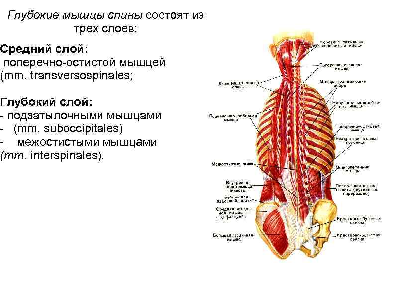 Мышцы спины анатомия человека рисунок с подписями анатомия и физиология