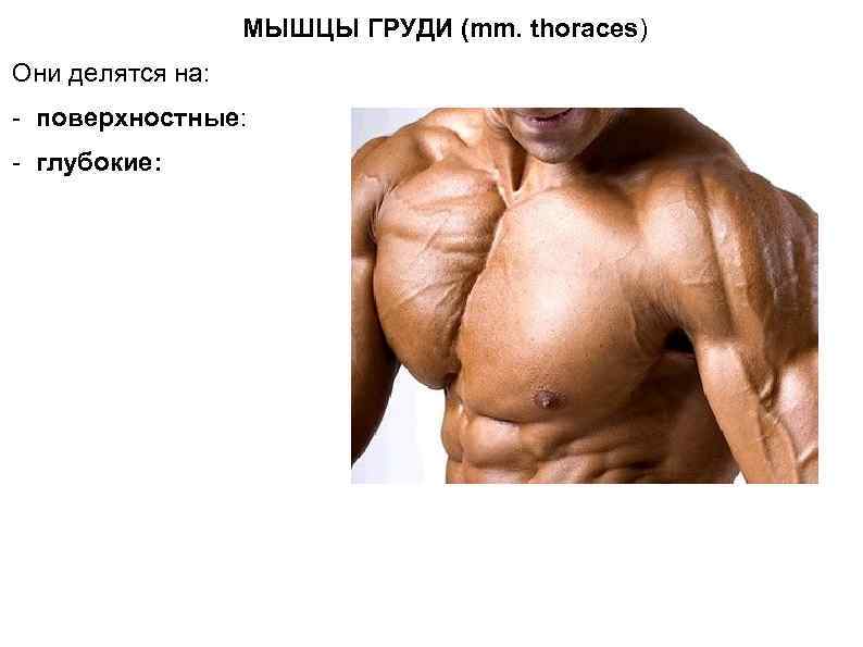  МЫШЦЫ ГРУДИ (mm. thoraces) Они делятся на: - поверхностные: - глубокие: 