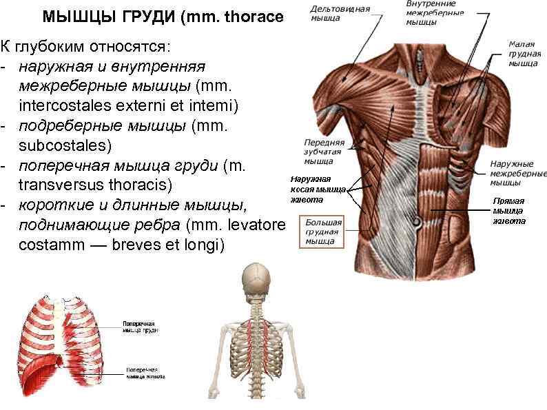  МЫШЦЫ ГРУДИ (mm. thoraces) К глубоким относятся: - наружная и внутренняя межреберные мышцы