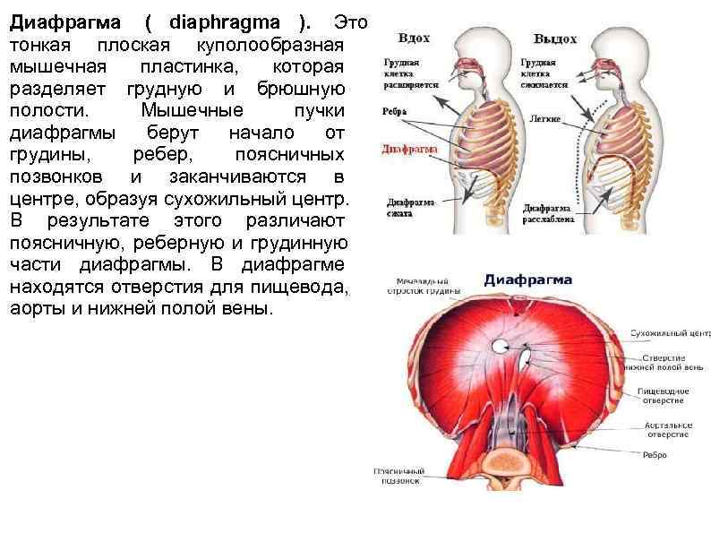 Диафрагма находится. Диафрагма вид сзади. Диафрагма анатомия кратко. Диафрагма брюшной полости анатомия. Диафрагма выполняет функцию.