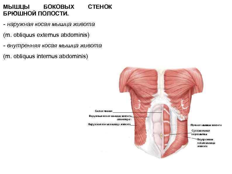 МЫШЦЫ БОКОВЫХ СТЕНОК БРЮШНОЙ ПОЛОСТИ. - наружная косая мышца живота (m. obliquus externus abdominis)