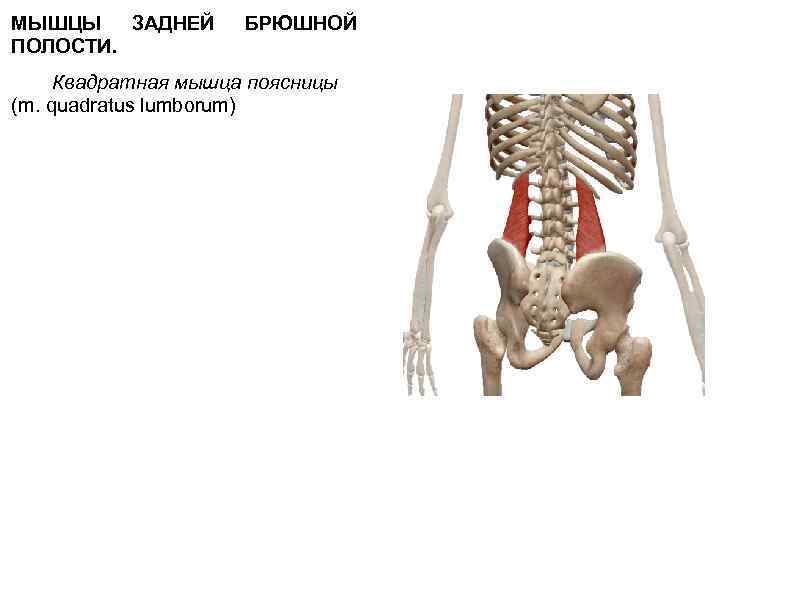МЫШЦЫ ЗАДНЕЙ БРЮШНОЙ ПОЛОСТИ. Квадратная мышца поясницы (m. quadratus lumborum) 
