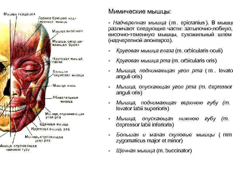 Мимические мышцы: - Надчерепная мышца ( m. epicranius ). В мышце различают следующие части: