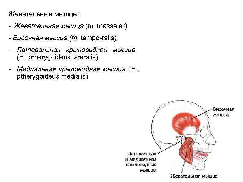 Болят жевательные мышцы. Болит жевательная мышца. Воспаление жевательной мышцы.