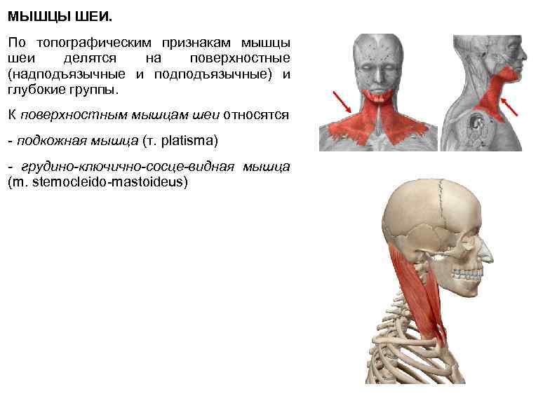 Широчайшая мышца шеи