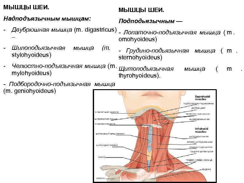 Область ниже шеи