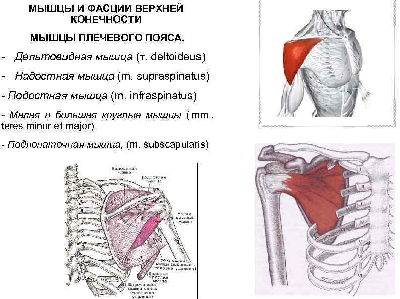  МЫШЦЫ И ФАСЦИИ ВЕРХНЕЙ КОНЕЧНОСТИ МЫШЦЫ ПЛЕЧЕВОГО ПОЯСА. - Дельтовидная мышца (т. deltoideus)