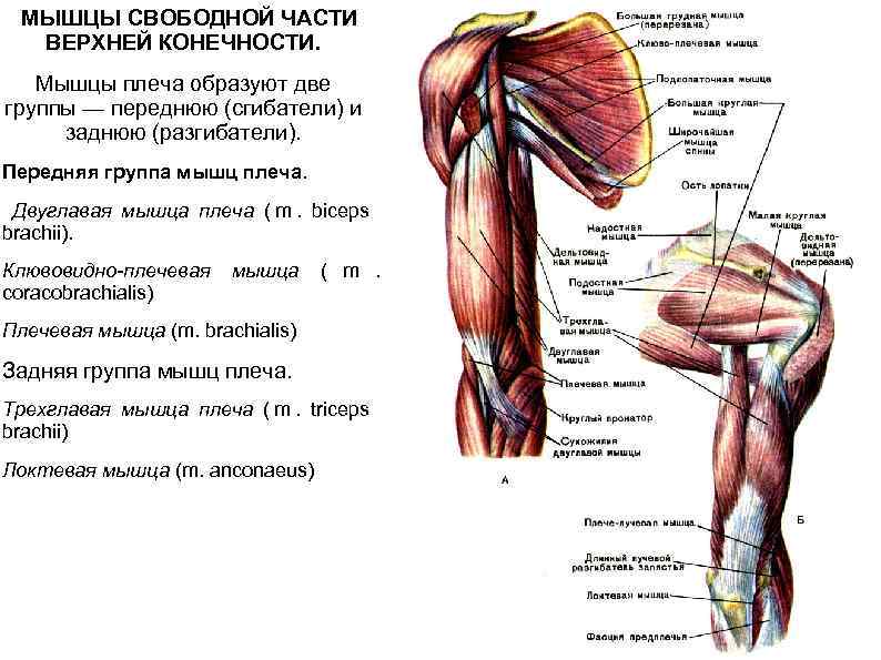  МЫШЦЫ СВОБОДНОЙ ЧАСТИ ВЕРХНЕЙ КОНЕЧНОСТИ. Мышцы плеча образуют две группы — переднюю (сгибатели)