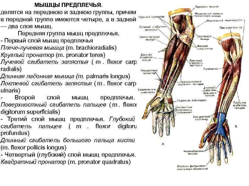  МЫШЦЫ ПРЕДПЛЕЧЬЯ. делятся на переднюю и заднюю группы, причем в передней группе имеются