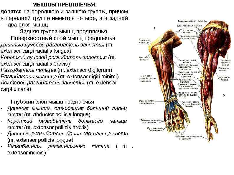  МЫШЦЫ ПРЕДПЛЕЧЬЯ. делятся на переднюю и заднюю группы, причем в передней группе имеются