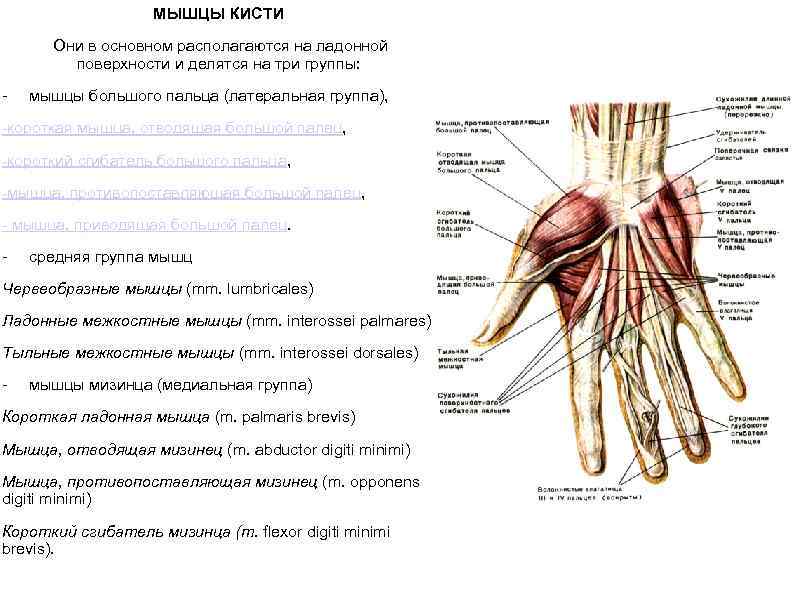  МЫШЦЫ КИСТИ Они в основном располагаются на ладонной поверхности и делятся на три
