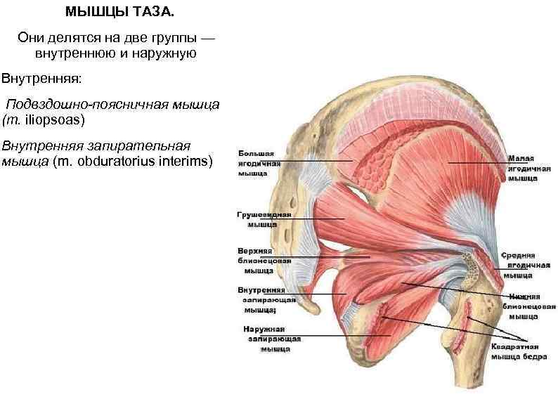  МЫШЦЫ ТАЗА. Они делятся на две группы — внутреннюю и наружную Внутренняя: Подвздошно-поясничная