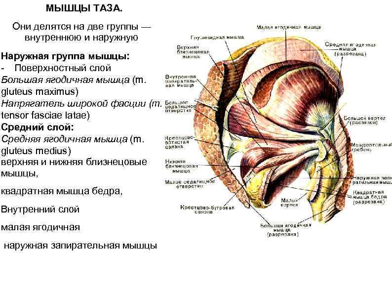 Мышца напрягатель широкой фасции