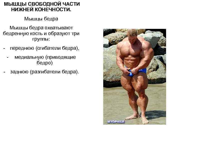  МЫШЦЫ СВОБОДНОЙ ЧАСТИ НИЖНЕЙ КОНЕЧНОСТИ. Мышцы бедра охватывают бедренную кость и образуют три