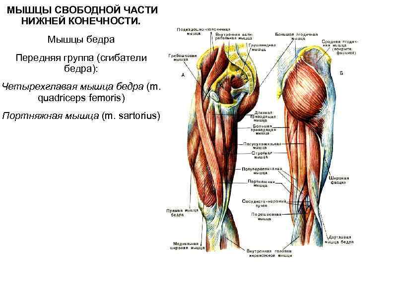  МЫШЦЫ СВОБОДНОЙ ЧАСТИ НИЖНЕЙ КОНЕЧНОСТИ. Мышцы бедра Передняя группа (сгибатели бедра): Четырехглавая мышца