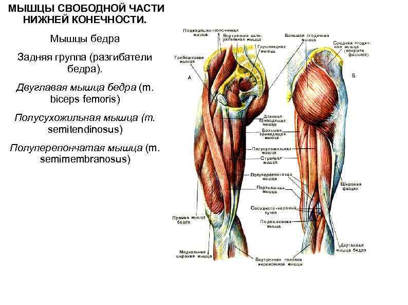  МЫШЦЫ СВОБОДНОЙ ЧАСТИ НИЖНЕЙ КОНЕЧНОСТИ. Мышцы бедра Задняя группа (разгибатели бедра). Двуглавая мышца