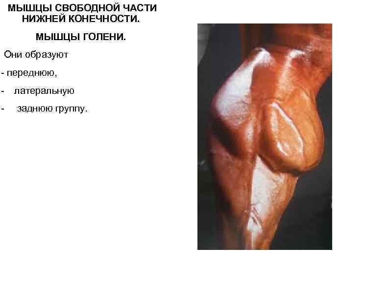  МЫШЦЫ СВОБОДНОЙ ЧАСТИ НИЖНЕЙ КОНЕЧНОСТИ. МЫШЦЫ ГОЛЕНИ. Они образуют - переднюю, - латеральную