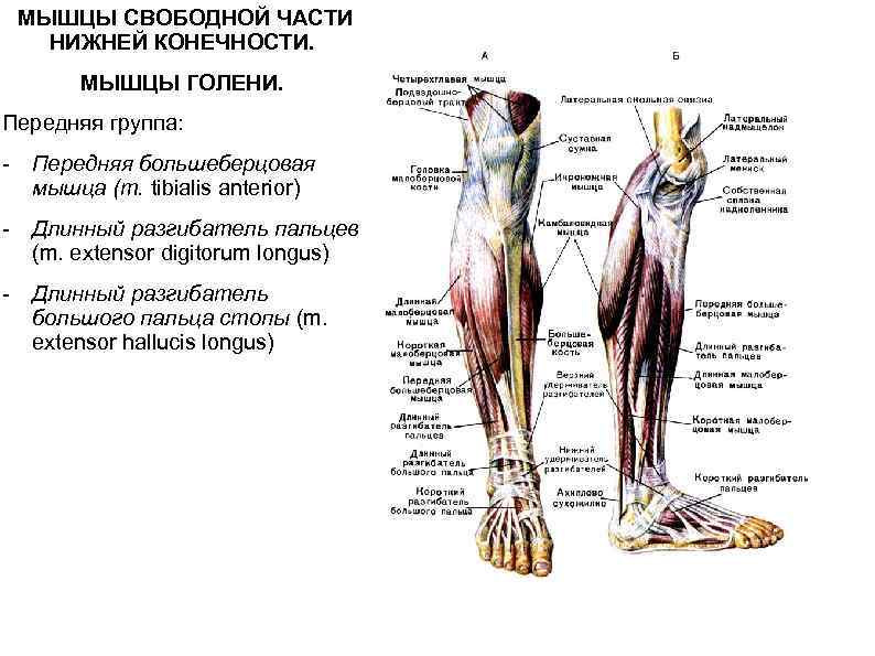  МЫШЦЫ СВОБОДНОЙ ЧАСТИ НИЖНЕЙ КОНЕЧНОСТИ. МЫШЦЫ ГОЛЕНИ. Передняя группа: - Передняя большеберцовая мышца