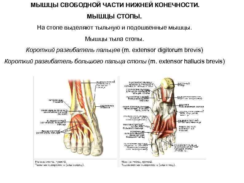  МЫШЦЫ СВОБОДНОЙ ЧАСТИ НИЖНЕЙ КОНЕЧНОСТИ. МЫШЦЫ СТОПЫ. На стопе выделяют тыльную и подошвенные