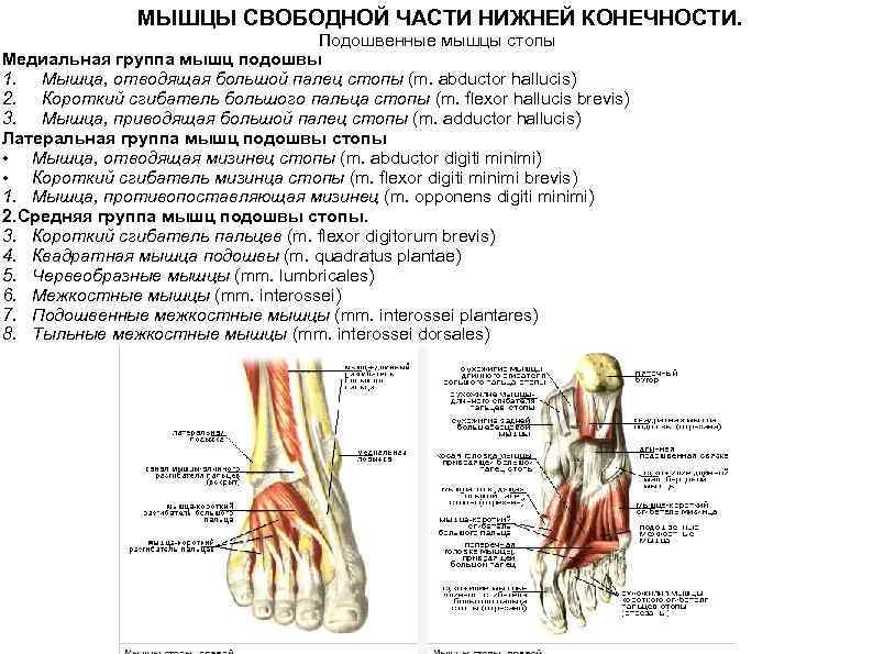  МЫШЦЫ СВОБОДНОЙ ЧАСТИ НИЖНЕЙ КОНЕЧНОСТИ. Подошвенные мышцы стопы Медиальная группа мышц подошвы 1.