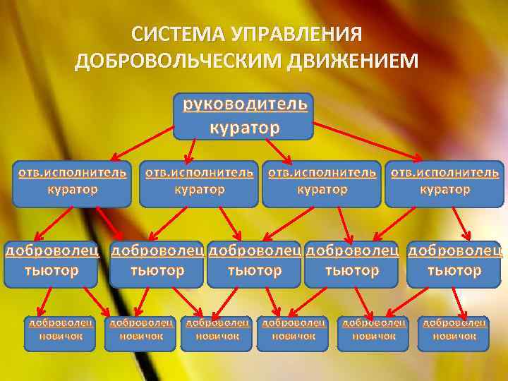  СИСТЕМА УПРАВЛЕНИЯ ДОБРОВОЛЬЧЕСКИМ ДВИЖЕНИЕМ руководитель куратор отв. исполнитель куратор доброволец доброволец тьютор тьютор