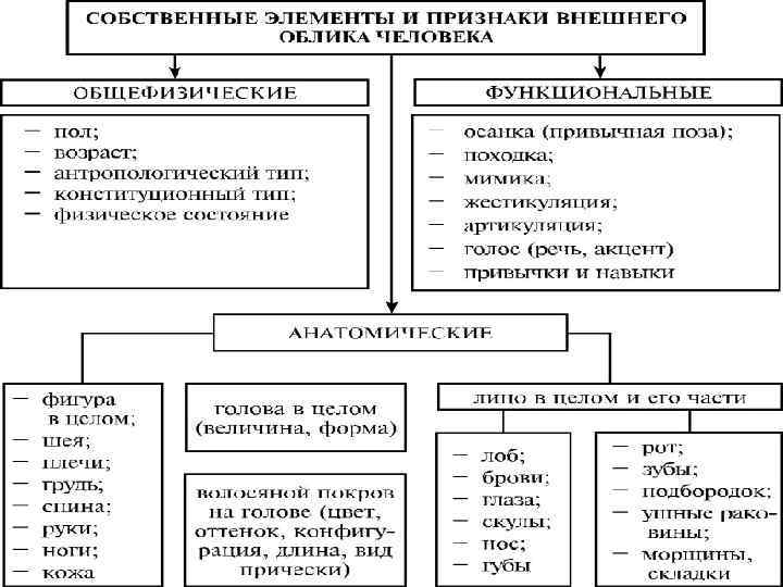 Словесный портрет образец криминалистика с фото