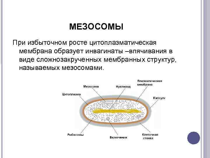 Цитоплазматическая мембрана мезосомы. Строение бактериальной клетки мезосомы. Функции мезосомы бактериальной клетки. Строение бактерии мезосомы. Мезосома бактериальной клетки строение.