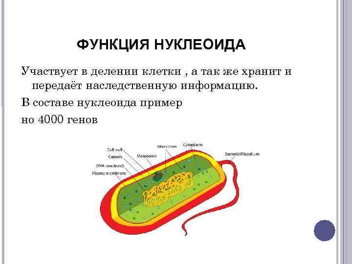 Органоиды клетки прокариота. Нуклеоид бактериальной клетки функции. Нуклеоид бактериальной клетки. Нуклеоид строение и функции. Нуклеоид химическое строение.