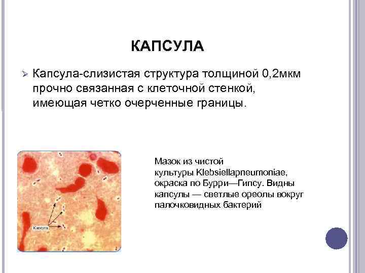     КАПСУЛА Капсула-слизистая структура толщиной 0, 2 мкм прочно связанная с