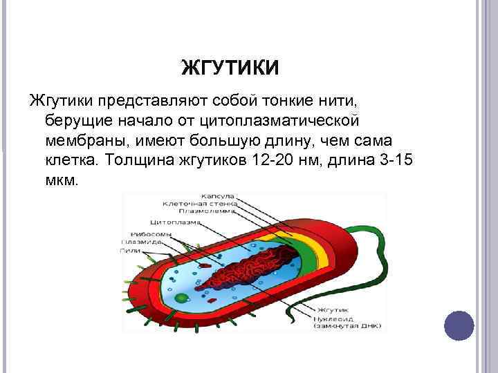 Жгутики пример. Строение жгутиков бактерий. Строение жгутиков прокариот. Строение жгутика. Жгутик что собой представляет.