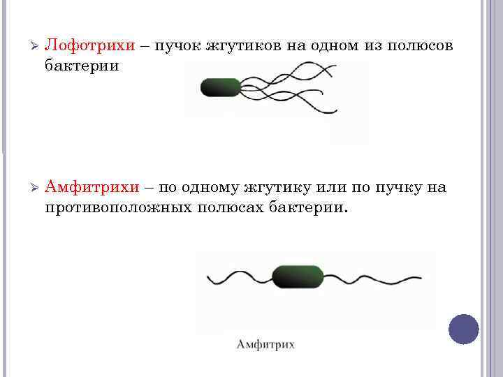 Лофотрихи бактерии