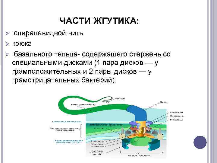    ЧАСТИ ЖГУТИКА:  спиралевидной нить крюка  базального тельца- содержащего стержень