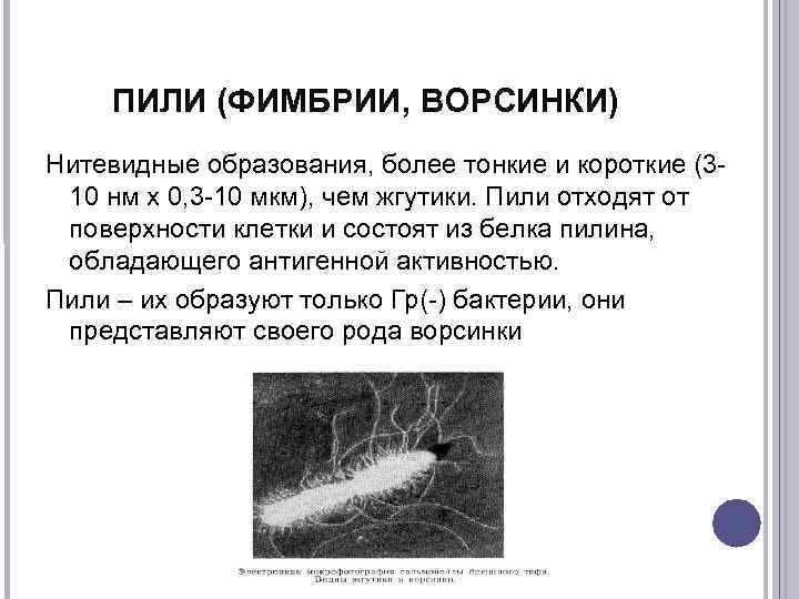   ПИЛИ (ФИМБРИИ, ВОРСИНКИ) Нитевидные образования, более тонкие и короткие (3 - 10