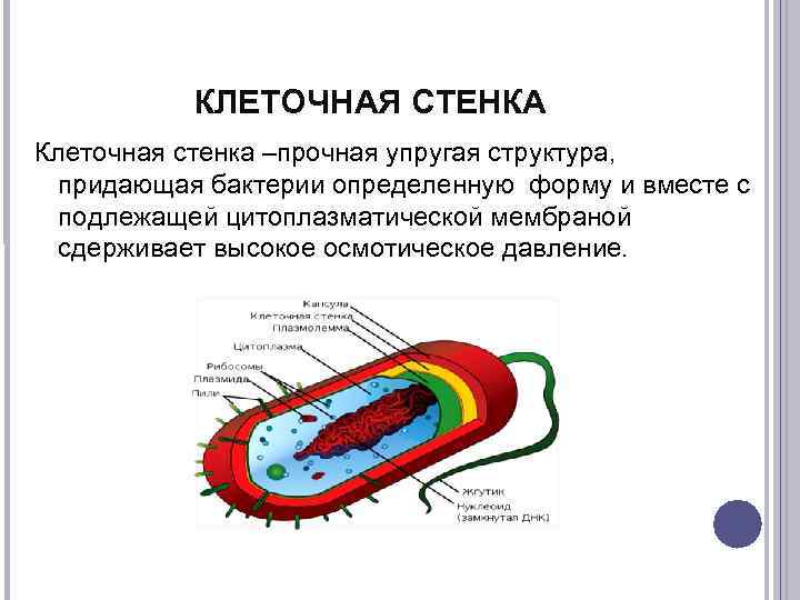 Клеточная стенка таблица