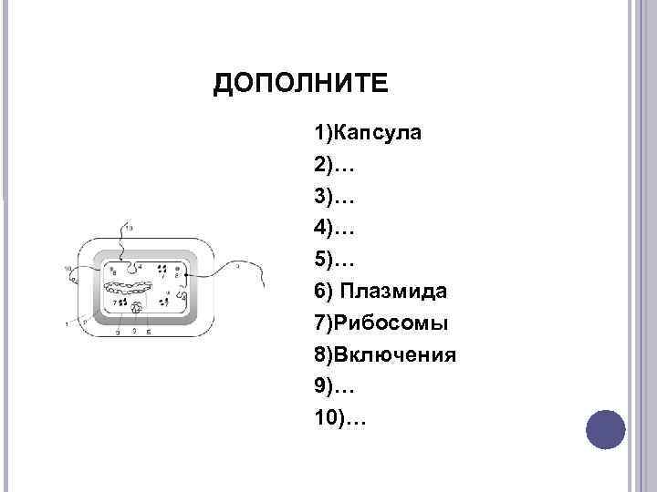 ДОПОЛНИТЕ 1)Капсула 2)… 3)… 4)… 5)… 6) Плазмида 7)Рибосомы 8)Включения 9)… 10)… 