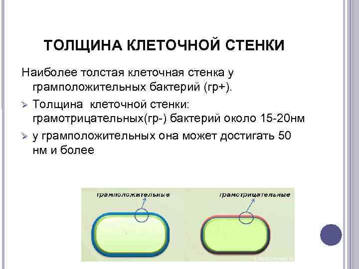 Отсутствие клеточной стенки. Толщина клеточной стенки грамположительных бактерий. Толщина клеточной стенки. Клеточные стенки бактерий толщина. Толщина клеточной стенки грамположительные грамотрицательные.