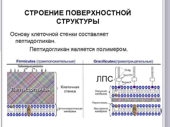 Поверхностная структура